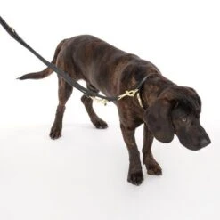 Collar Nomad Tales Calma ébano Para Perros -Ofertas Mascotas Tienda 326805 calma l ebony fg 7938 1