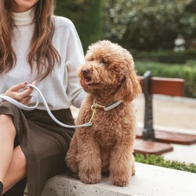 Collar Nomad Tales Calma Piedra Para Perros 3 Collar Nomad Tales Calma Piedra Para Perros - Imagen 3