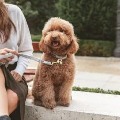 Correa Nomad Tales Calma Piedra Para Perros -Ofertas Mascotas Tienda 326806 326197 nomad tales calma halsband stone 04 2 1