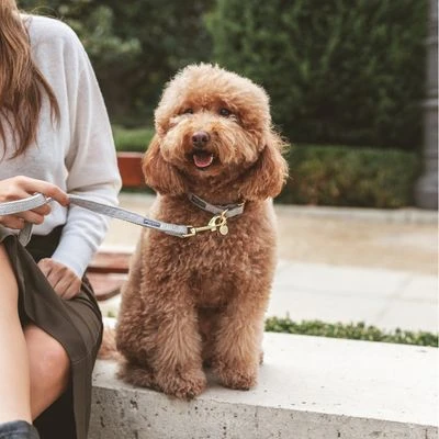 Collar Nomad Tales Calma Piedra Para Perros 13 Collar Nomad Tales Calma Piedra Para Perros - Imagen 13