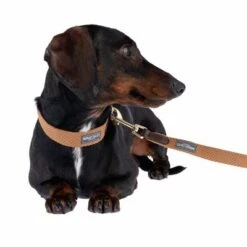 Collar Nomad Tales Bloom Caramelo Para Perros -Ofertas Mascotas Tienda 328697 328202 bloom xs fg 7393 5