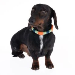 Collar Nomad Tales Spirit Mandarina Para Perros -Ofertas Mascotas Tienda 328796 spirit xs fg 7642 9