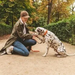 Collar Nomad Tales Spirit Mandarina Para Perros -Ofertas Mascotas Tienda 328896 nomad tales halsband tangerine leine 02 8