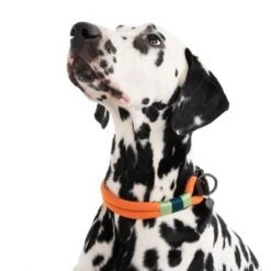 Collar Nomad Tales Spirit Mandarina Para Perros -Ofertas Mascotas Tienda 328997 spirit l fg 7427 6