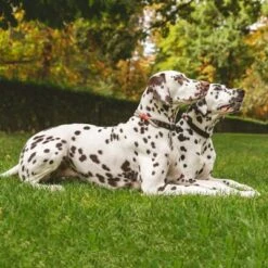 Collar Nomad Tales Spirit Piedra Para Perros -Ofertas Mascotas Tienda 329197 nomad tales spirit halsband stone 01 1