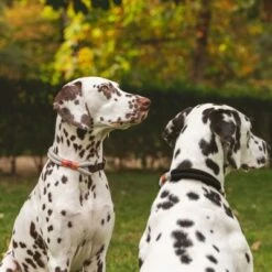 Collar Nomad Tales Spirit Piedra Para Perros -Ofertas Mascotas Tienda 329197 nomad tales spirit halsband stone 02 7 1