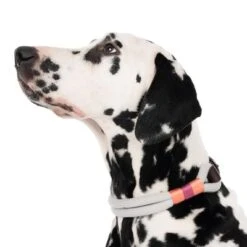 Collar Nomad Tales Spirit Piedra Para Perros -Ofertas Mascotas Tienda 329296 spirit l fg 7484 4