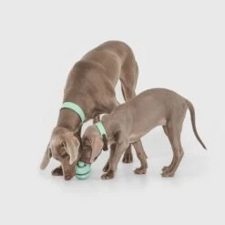 Pelota Portasnacks Nomad Tales Bloom Snack Roller Juguete Para Perros -Ofertas Mascotas Tienda 333015 nomad tales snack ball 02 1