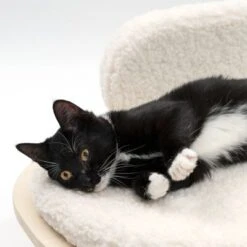 Sofá Osaka Modern Living Para Mascotas 21 Sofá Osaka Modern Living Para Mascotas -Ofertas Mascotas Tienda 342803 modern living osaka katze 0644 6