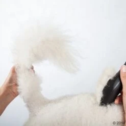 Máquina Cortapelo Moser Max50 -Ofertas Mascotas Tienda 465281 schermaschine moser max 50 02 0