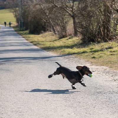 Zapatos Para Perros S & P Boots 13 Zapatos Para Perros S & P Boots - Imagen 13