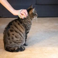 Kooa Cepillo Masajeador Para Gatos -Ofertas Mascotas Tienda 62207 21 kooa haustierbuerste hpc2208 1000x 5