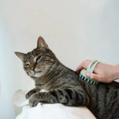 Kooa Cepillo Masajeador Para Gatos -Ofertas Mascotas Tienda 62207 22 kooa haustierbuerste hpc2208 1000x 0