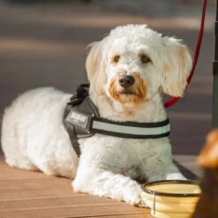 Julius K9 Arnés Julius-K9 IDC® Power Negro Para Perros -Ofertas Mascotas Tienda 65902 julius k9 idc powergeschirr schwarz hs10 7