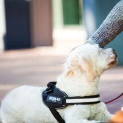 Julius K9 Arnés Julius-K9 IDC® Power Negro Para Perros -Ofertas Mascotas Tienda 65902 julius k9 idc powergeschirr schwarz hs8 3