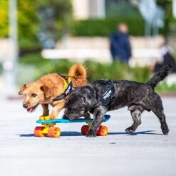 Julius K9 Arnés Julius-K9 IDC® Power Negro Para Perros -Ofertas Mascotas Tienda 65902 julius k9 idc powergeschirr schwarz hs9 9