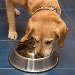 Comedero Antivoracidad De Acero Para Perros -Ofertas Mascotas Tienda 66349 antischlingnapf fg 1008 7