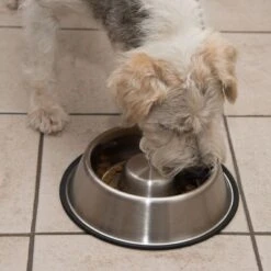 Comedero Antivoracidad De Acero Para Perros -Ofertas Mascotas Tienda 66523 antischlingnapf fg 0988 4