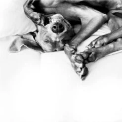 Difusor ADAPTIL® Calm Para Perros -Ofertas Mascotas Tienda 73499 adaptiltransportspray hs 08 3