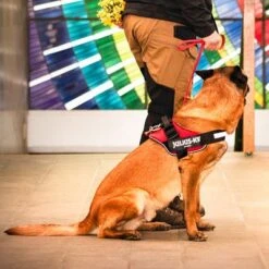 Julius K9 Arnés Julius-K9 IDC®-Power Rojo Para Perros -Ofertas Mascotas Tienda 73981 julius k9 idc powergeschirr rot hs6 3