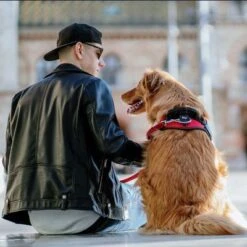 Julius K9 Arnés Julius-K9 IDC®-Power Rojo Para Perros -Ofertas Mascotas Tienda 73982 julius k9 idc powergeschirr rot hs11 1