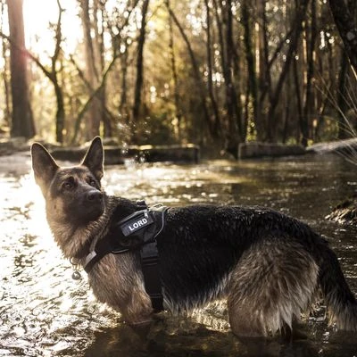 Julius K9 Arnés Julius-K9 IDC®-Power Camuflaje Para Perros 9 Julius K9 Arnés Julius-K9 IDC®-Power Camuflaje Para Perros - Imagen 9