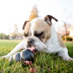 KONG Extreme Juguete Negro Para Perros -Ofertas Mascotas Tienda 74319 kongextremeschwarz hs 05 5