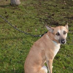 Julius K9 Correa Julius-K9 IDC® Cordino Para Perros -Ofertas Mascotas Tienda 89141 juliusk9 idcropeleash hs 04 8