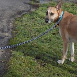 Julius K9 Correa Julius-K9 IDC® Cordino Para Perros -Ofertas Mascotas Tienda 89141 juliusk9 idcropeleash hs 08 0