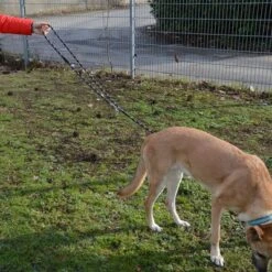 Julius K9 Correa Ajustable Julius-K9 IDC® Cordino Para Perros -Ofertas Mascotas Tienda 89698 juliusk9 idcadjustableropeleash hs 13 2