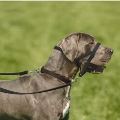 Collar Antitirada HALTI Para Perros 14 Collar Antitirada HALTI Para Perros -Ofertas Mascotas Tienda 94507 coa halti kopfhalfter hs 04 3