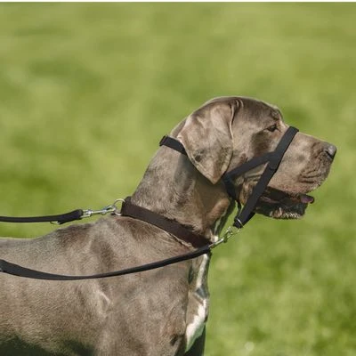 Collar Antitirada HALTI Para Perros 6 Collar Antitirada HALTI Para Perros - Imagen 6