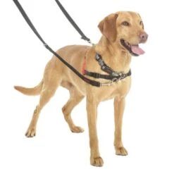 Correa Halti Para El Adiestramiento De Perros -Ofertas Mascotas Tienda 94508 coa halti trainingsleine hs3 8