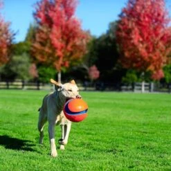 Pelota Chuckit! Kick Fetch Para Perros -Ofertas Mascotas Tienda 99703 petmate chuckit kick fetch large hs 06 3