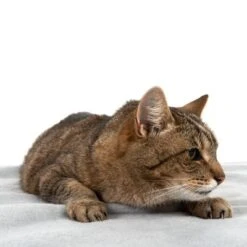 Manta Heim Lavable A Altas Temperaturas Para Mascotas -Ofertas Mascotas Tienda 99720 kochfeste decke fg 4330 8