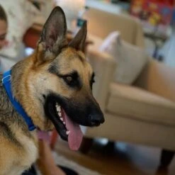 Puerta Extreme Weather Para Mascotas De Petsafe -Ofertas Mascotas Tienda petsafe hundeklappe extremeweather hs 03 1