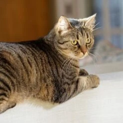 Puerta Extreme Weather Para Mascotas De Petsafe -Ofertas Mascotas Tienda petsafe hundeklappe extremeweather hs 03 3