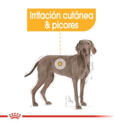 Royal Canin Maxi Dermacomfort 3 Royal Canin Maxi Dermacomfort - Imagen 3