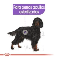 Royal Canin Maxi Adult Sterilised 10 Royal Canin Maxi Adult Sterilised -Ofertas Mascotas Tienda rc ccn sterilisedmaxi cv eretailkit 2 es es 3