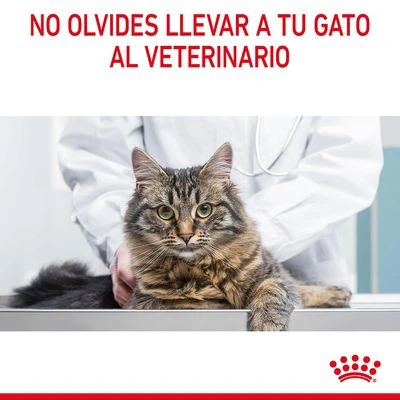 Royal Canin Light Weight Care En Gelatina 10 Royal Canin Light Weight Care En Gelatina - Imagen 10