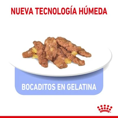 Royal Canin Indoor Sterilised En Gelatina 3 Royal Canin Indoor Sterilised En Gelatina - Imagen 3