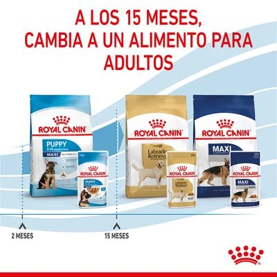 Royal Canin Maxi Puppy En Salsa Para Perros 10 Royal Canin Maxi Puppy En Salsa Para Perros - Imagen 10