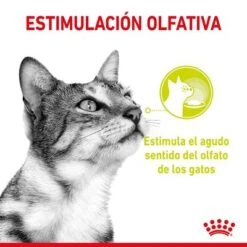 Royal Canin Sensory En Salsa - Pack Mixto -Ofertas Mascotas Tienda rc spt wet sensmultipack cv 1 es es 1