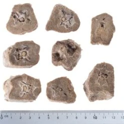 Pack Ahorro 4 X Wolf Of Wilderness RAW Snacks Liofilizados Premium -Ofertas Mascotas Tienda wow raw duck necks fg 5433 2